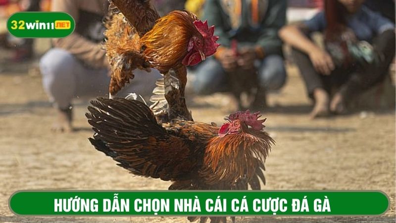 Hướng dẫn chọn nhà cái cá cược đá gà cựa dao an toàn 