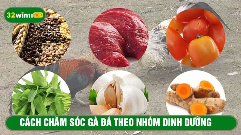Cách chăm sóc gà đá theo chế độ dinh dưỡng hợp lý