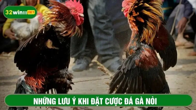 Lưu ý đặt cược đá gà trực tiếp tại nhà cái