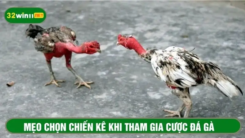 Mẹo chọn chiến kê để tăng tỉ lệ thắng