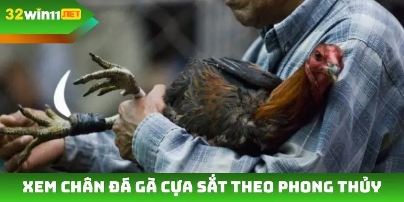Xem chân đá gà cựa sắt theo phong thủy